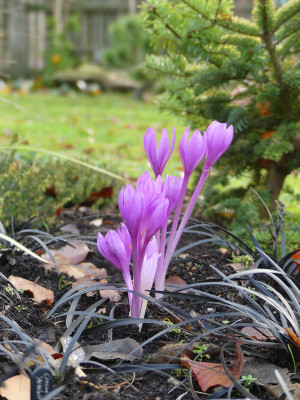 2020-11-14 Gartenimpressionen 3.jpg