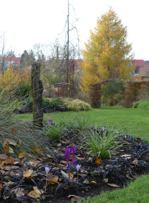 2020-11-14 Gartenimpressionen 4.jpg