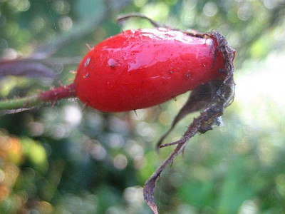 Rose_Sappho_Hagebutte_2a.jpg