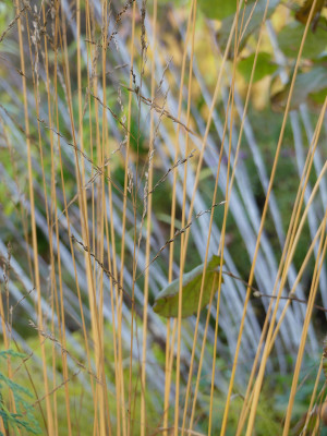 2020-11-14 Gartenimpressionen 5.jpg