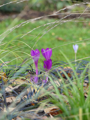 2020-11-14 Gartenimpressionen 9.jpg
