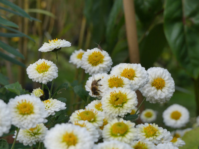 2020-11-14 Chrysanthemum 'Camilla' 1.jpg
