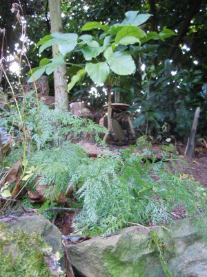 DSCN0459.JPG