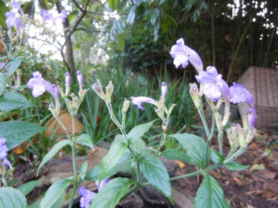 DSCN0460.JPG