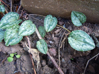 DSCN0470.JPG