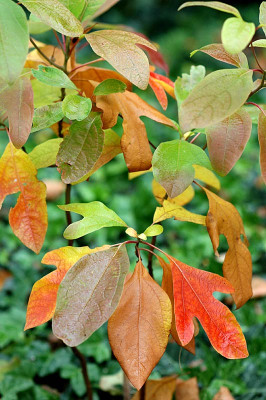 Sassafras-albidum-2007-10-13a.jpg