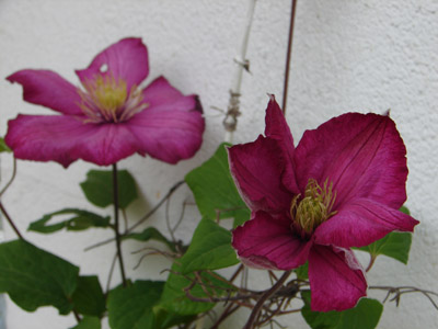 1clematis.jpg