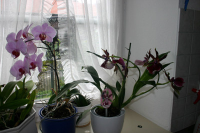 Zygopetalum0607.jpg