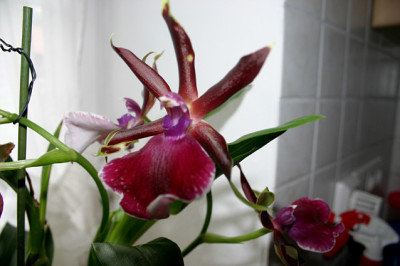Zygopetalum0707.jpg