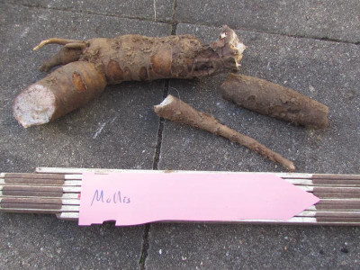 Wurzeln Mollis.JPG