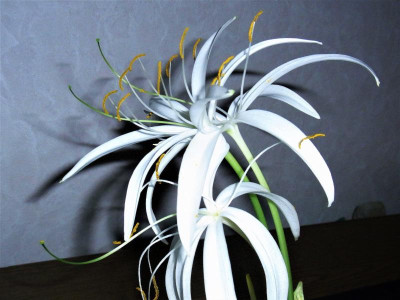 Crinum natans_HH_RIMG0383.JPG