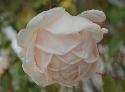 Gartendirektor_Julius_Schutze_18050_95.jpg
