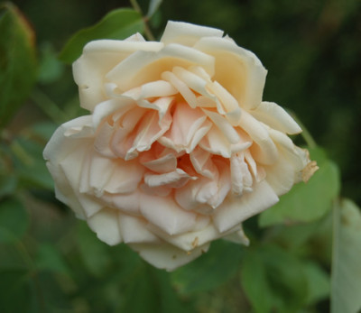 Reve_dOr_18075_95.jpg