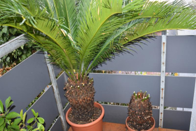 cycas 003.JPG