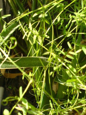 x-Pflanze_131007.JPG