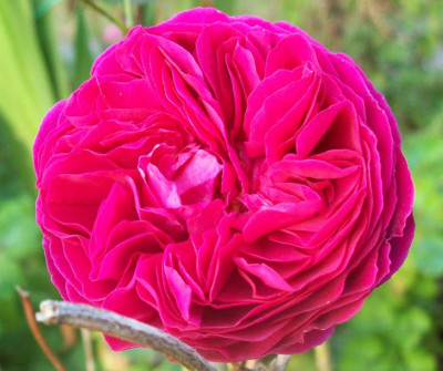 Falstaff_k_2193.JPG