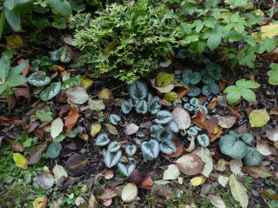 Lordecke 201116.jpg