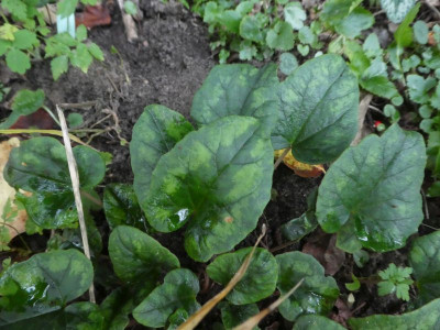 Grünes hederifolium 201116 k.jpg