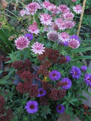 Astrantia_Roma_Aster_Purple_Dom_Sedum_Purple_Emperor_oktober.jpg