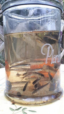IMG-20201116-WA0030.jpeg