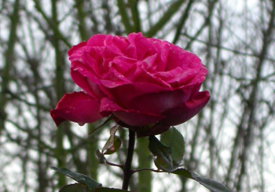Vielleicht_Rose_Gaujard.jpg