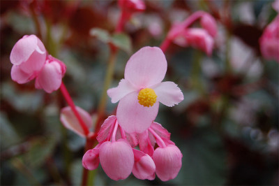 Begonia-grandis-Sapporo2.jpg