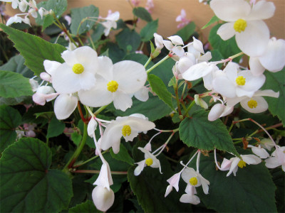 Begonia-Snow-Pop.jpg