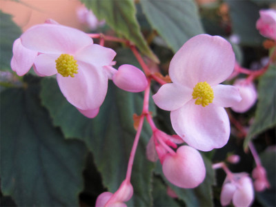 Begonia-Nanjiang-Silver.jpg
