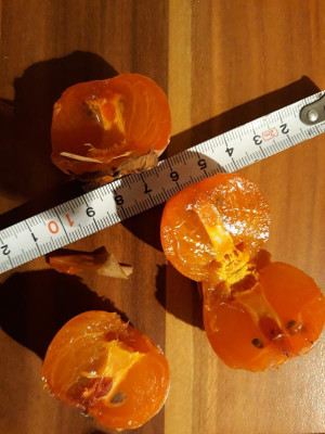 D. virginiana Yates1 ca.70 Gramm.jpg