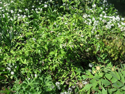 Staphylea-bumalda-Japan.jpg