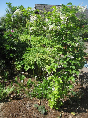 Staphylea-bumalda.jpg