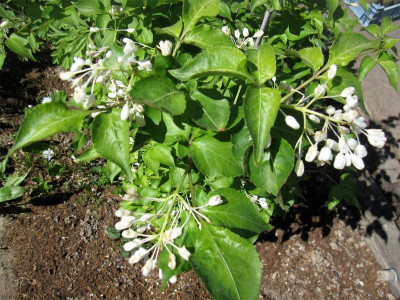 Staphylea-bumalda 1.jpg