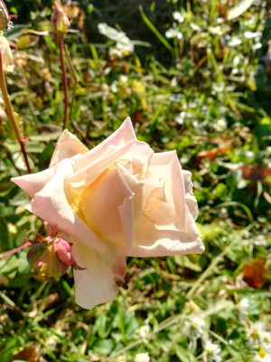 IMG_20201114_094457.jpg