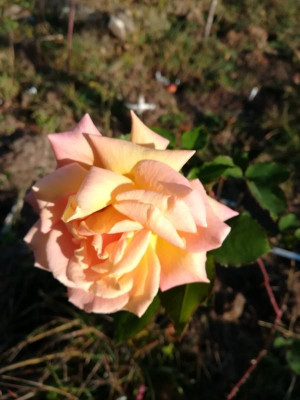 IMG_20201114_093635.jpg