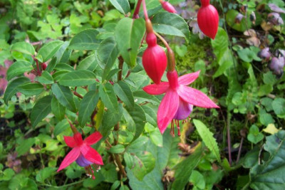 000_2277_winterharte_Fuchsie_Little_Beauty.jpg
