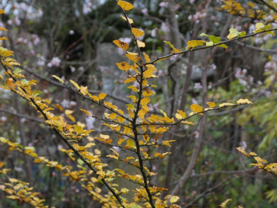 Nothofagus antartica 201118k.jpg