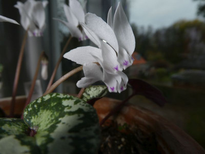 Cyclamen cyprium ES 201118 k.jpg