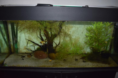 Aquarium 001.JPG