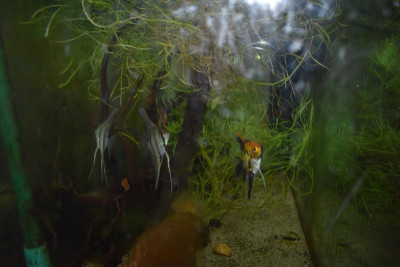 Aquarium 002.JPG
