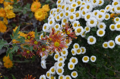 Chrysanthemum-BurntOrange,20-2.jpg