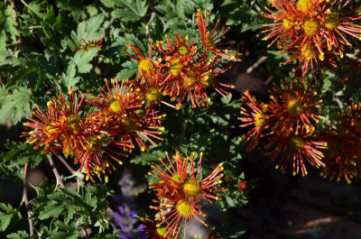 Chrysanthemum-BurntOrange,20-3.jpg