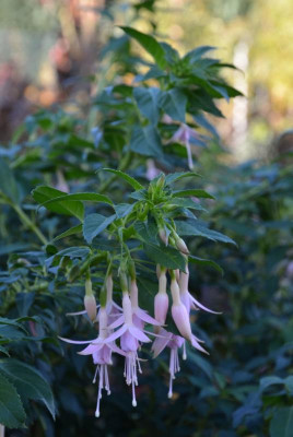 Fuchsia-WhiteknightsPearl.20-4.jpg