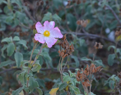 cistus-Grayswood_Pink.20-5.jpg