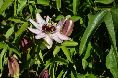 Passiflora-Victoria.20-6.jpg