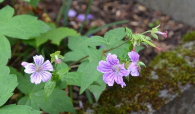 Geranium_nodosum-ClosduCoudray.20-3.jpg