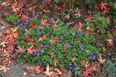 Campanula_portenschlagia.20-1.jpg
