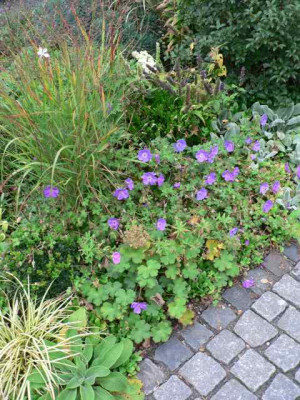 G_Rozanne0710.jpg