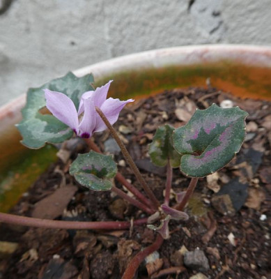 Cyclamen mirabile 201119 k.jpg