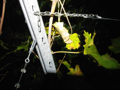 Weinbergpfosten.jpg