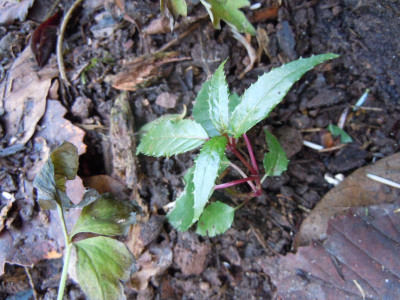 DSCN0475.JPG
